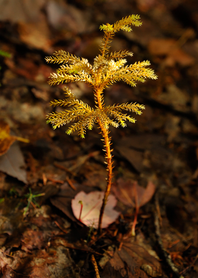 Hike up Mt. Cabot [160 mm, 1/160 sec at f / 7.1, ISO 1600]